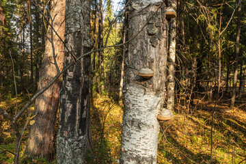 Fototapeta premium medicinal, healthy,natural chaga mushroom on a tree in the forest