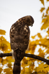 hawk on branch