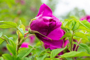 pink rose in the garden