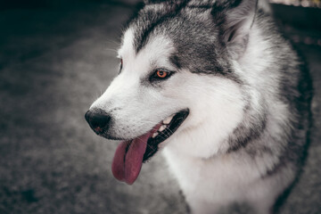 A female Malamute with beautiful intelligent brown eyes. Portrait of a charming fluffy gray-white Alaskan Malamute close-up. Beautiful huge friendly sled dog breed.