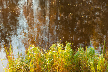 autumn plants in a natural forest near a natural reservoir