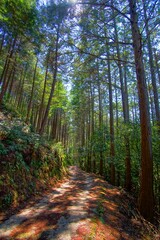 日本の京都の水尾のハイキングコースから見た美しい杉林