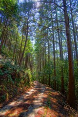 Fototapeta premium 日本の京都の水尾のハイキングコースから見た美しい杉林