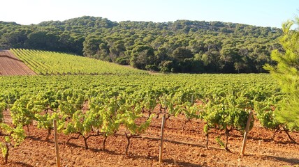 Fototapeta na wymiar Viticulture sur l'île de Porquerolles, au large de la ville d’Hyères, paysage de vigne en été (France)
