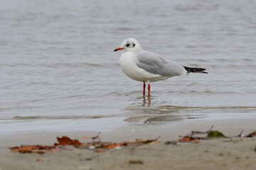 Lachmöwe im Herbst an der Ostsee