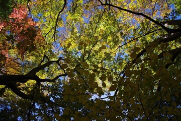 colors of leaves in autumn in Japan