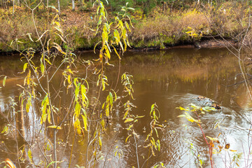 autumn plants in a natural forest near a natural reservoir