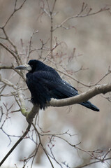blackbird on a branch