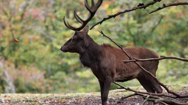 Nahstehender r&ouml;hrender Rothirsch antwortet Rivalen mehrmals. Ungerader 18Ender