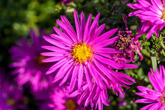 Aster novi belgii 'Dandy' a magenta pink herbaceous summer autumn perennial flower plant commonly known as Michaelmas daisy stock photo image