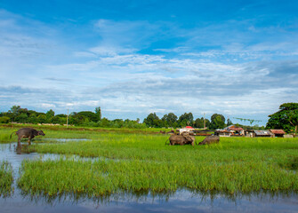 Obraz premium Buffalo, a various caracters of Thai buffaloes, water buffaloes.