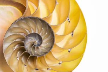 Wandcirkels aluminium Detail of nautilus spiral shell isolated on white © Fyle