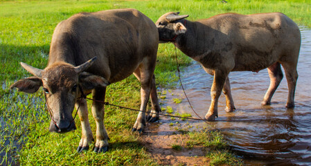 Buffalo, a various caracters of Thai buffaloes, water buffaloes.