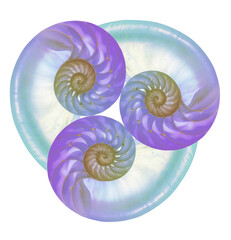 Obraz premium Three colored nautilus shells combined into art