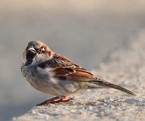 little sparrow sitting on a stone chair.