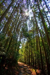 日本の京都の水尾のトレッキングコースと美しい杉林