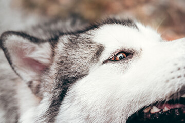 A female Malamute with beautiful intelligent brown eyes. Portrait of a charming fluffy gray-white Alaskan Malamute close-up. Beautiful huge friendly sled dog breed.