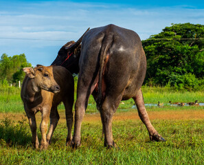 Fototapeta premium Buffalo, a various caracters of Thai buffaloes, water buffaloes.