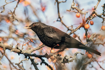 Amsel im Beerenstrauch