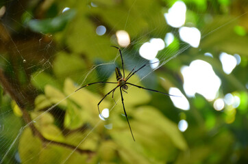 the black orange spider insect with web in the garden.