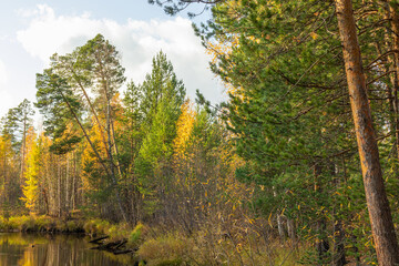 beautiful,natural trees with colorful leaves,coniferous trees in the forest in autumn against the blue sky