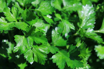 close up of green parsley