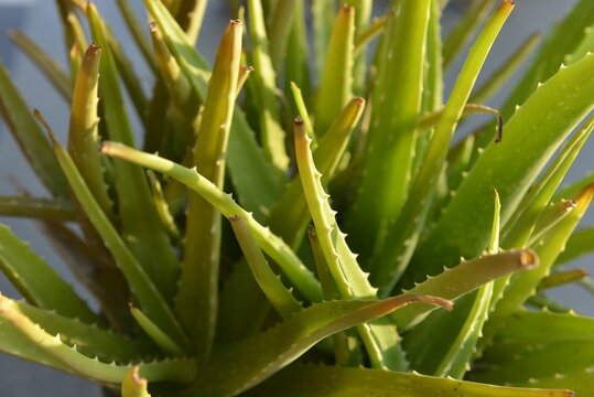 aloe vera bltter kaufen mnchen Aloe Vera kaufen  Mein schner Garten Shop