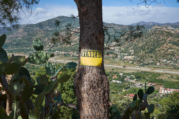 sale sign hanging on a tree