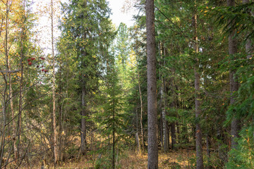 Fototapeta premium beautiful,natural trees with colorful leaves,coniferous trees in the forest in autumn