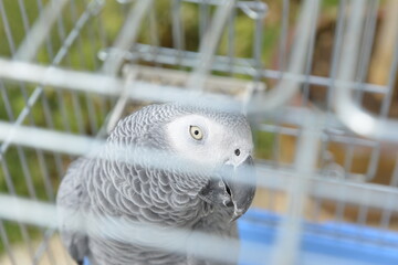 African grey parrot in the cage. Animal theme. Bird in cage close up. Bird looking. Friendly smart parrot.