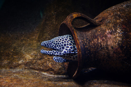 Moray eel hidden in an  old jug at the bottom