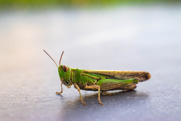 Great green bush-cricket (Tettigonia viridissima) isolated profile view