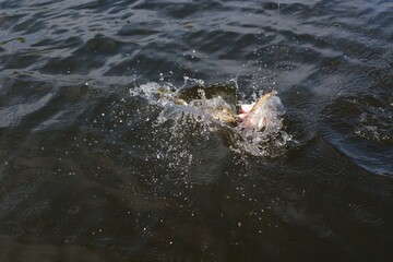 Naklejka premium dog in water