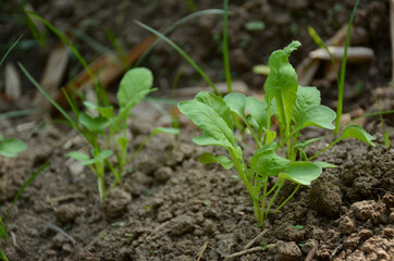 the small ripe green spinach plant seedlings in the garden.
