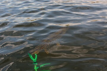 Summer fishing, pike fishing, spinning on the lake