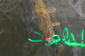 Summer fishing, pike fishing, spinning on the lake