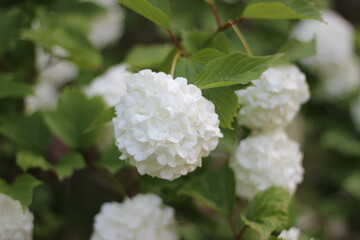 white flower hydrangea