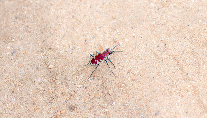A Beautiful Crimson and White Big Sand Tiger Beetle (Cicindela formosa) on the Sandy Ground in Eastern Colorado