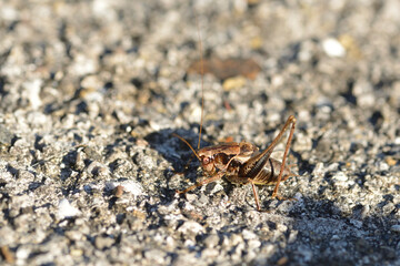 Gewöhnliche Strauchschrecke (Pholidoptera griseoaptera)