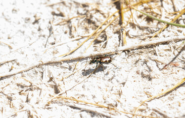 Crimson Saltflat Tiger Beetle (Cicindela fulgida) Perched on an Alkaline Lake Bed in Colorado