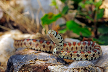 Leopard snake from Greece / Leopardnatter (Zamenis situla) aus Griechenland