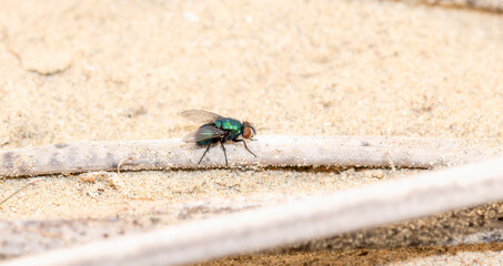 Common Greenbottle Fly (Lucilia sericata) Seeking Nectar Perched on Sedge at a Marsh in Colorado