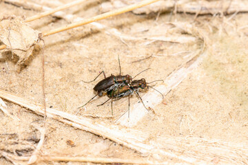 A Pair of Punctured Tiger-beetles (Cicindelidia punctulata) Copulating on a Sandy Lake Bottom in Colorado