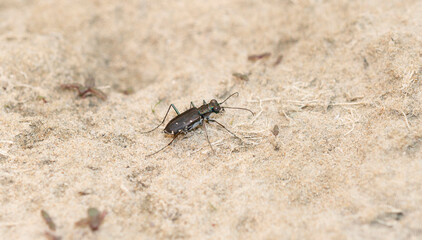 Punctured Tiger-beetle (Cicindelidia punctulata) on a Sandy Lake Bottom in Colorado