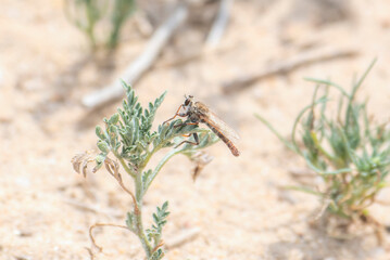 A Large Robber Fly in the Genus Proctacanthella Perches on Green Vegetation as it Waits for Prey to Hunt
