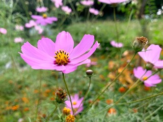pink cosmos