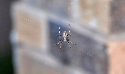 A Spotted Orbweaver (Genus Neoscona) Spider Waits in its Web for Prey