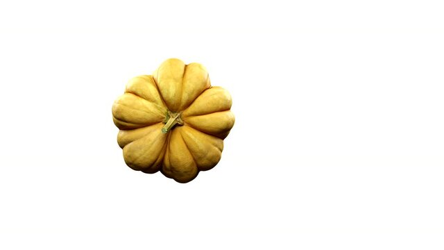 rotating pumpkin on white background with alpha channel . 3d 4K