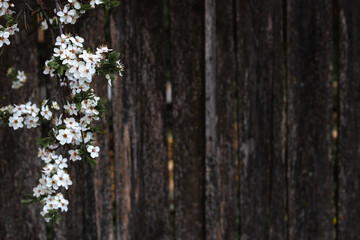 White flowers of the spring blossom