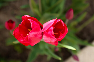 Obraz premium Bright red tulip flower in the garden. Red tulips in nature. Flower in the garden. Red twin tulip.